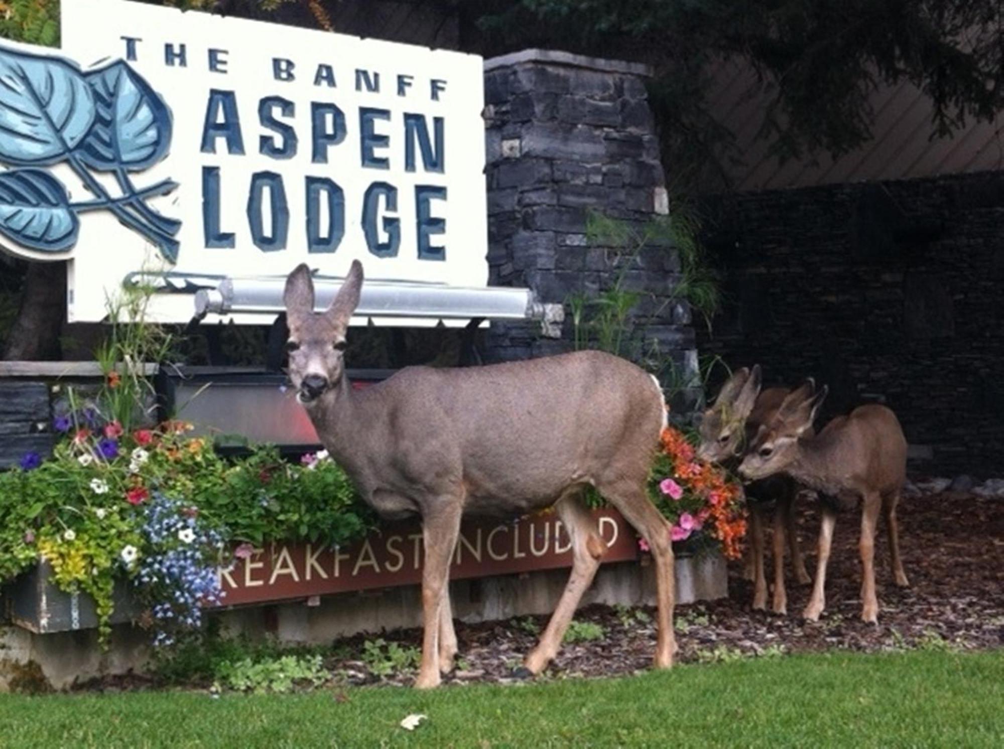 Banff Aspen Lodge Kültér fotó